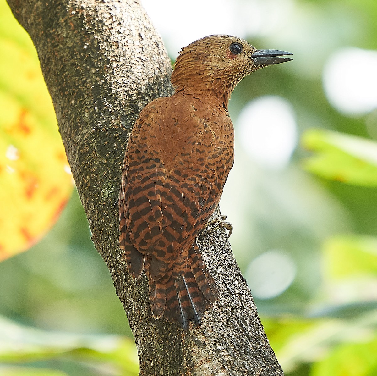 Rufous Woodpecker - ML141723181