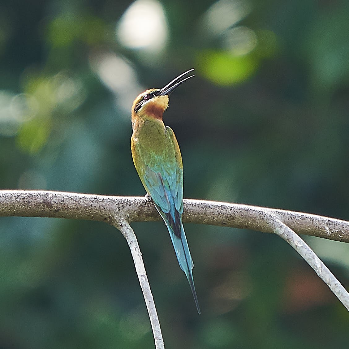 Blue-tailed Bee-eater - ML141723421
