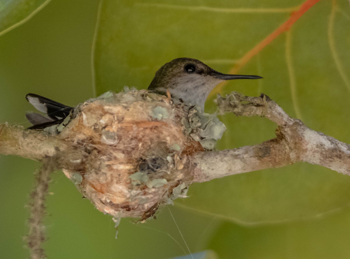Vervain Hummingbird - Anthony VanSchoor
