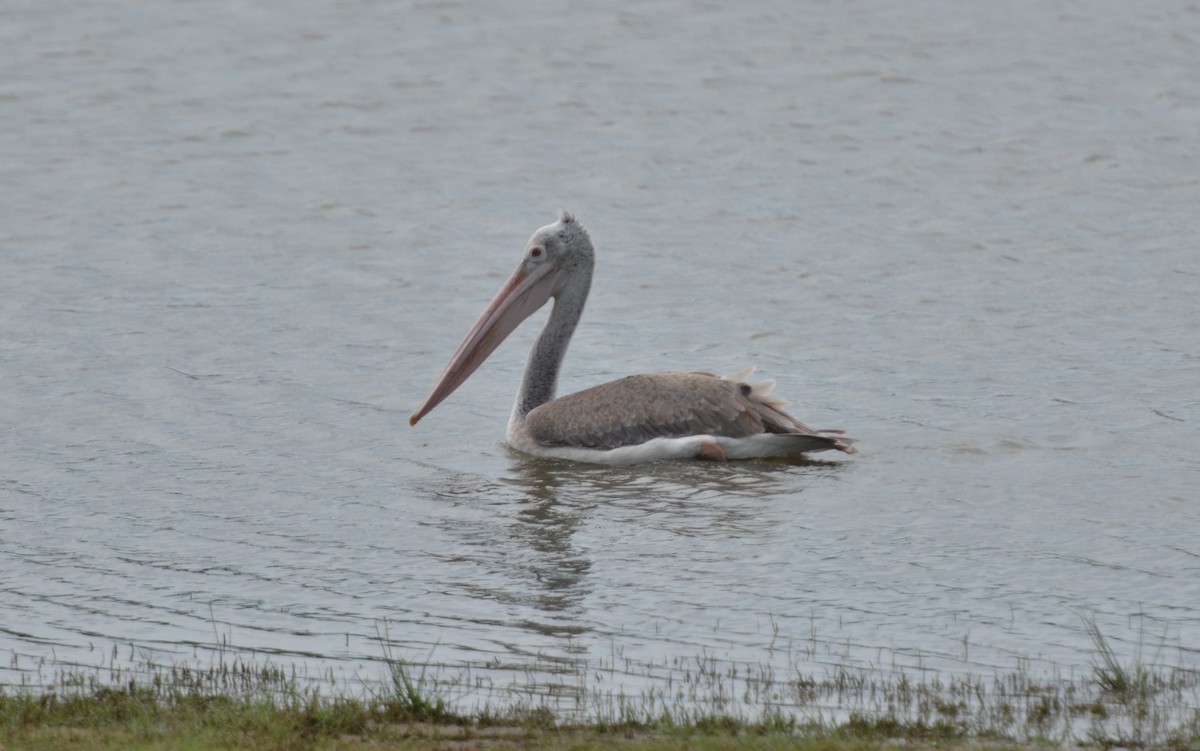 Spot-billed Pelican - Dirk Tomsa
