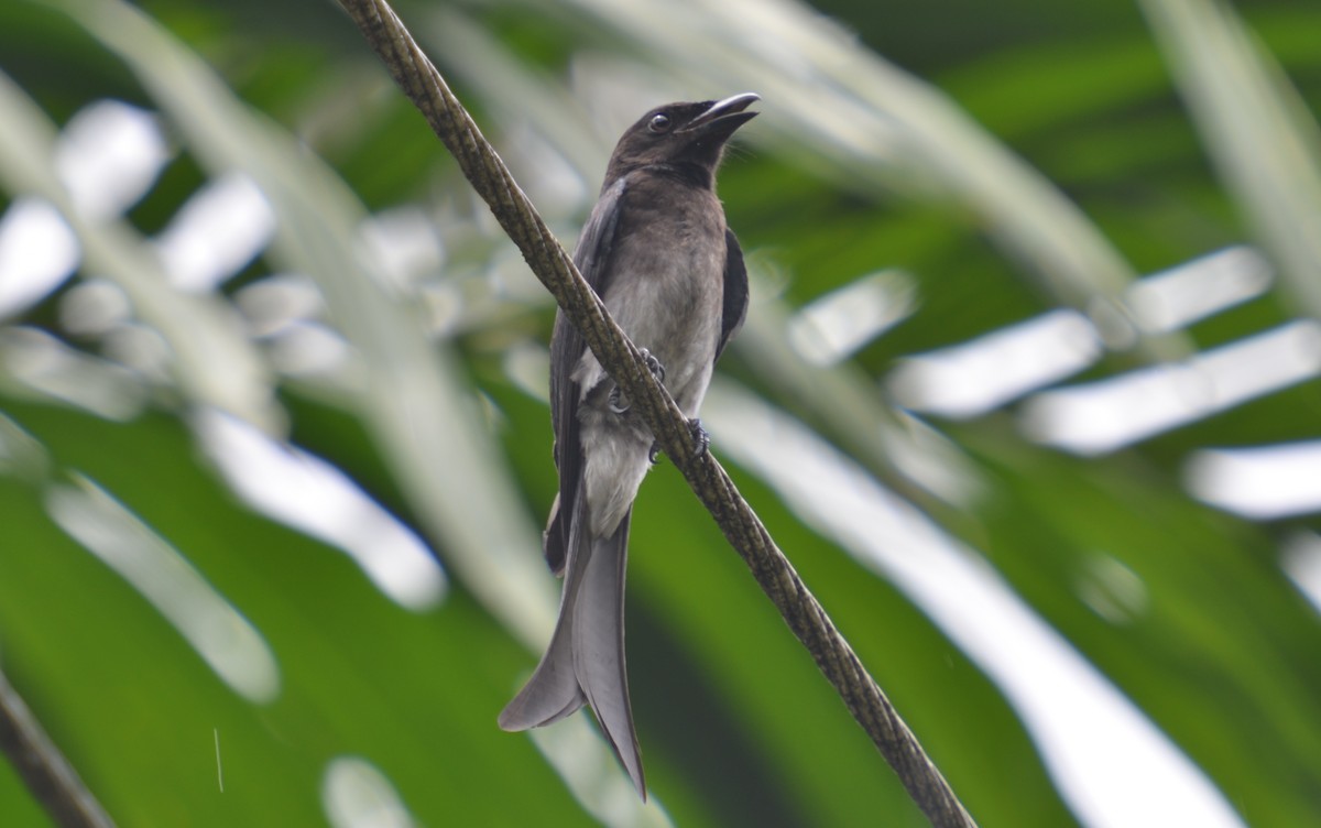 White-bellied Drongo - Dirk Tomsa