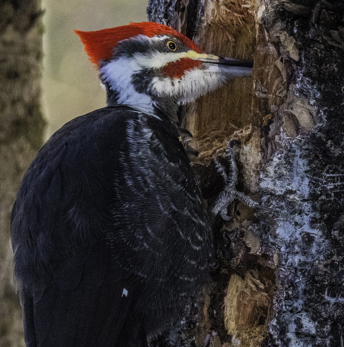 Pileated Woodpecker - Jim Carroll