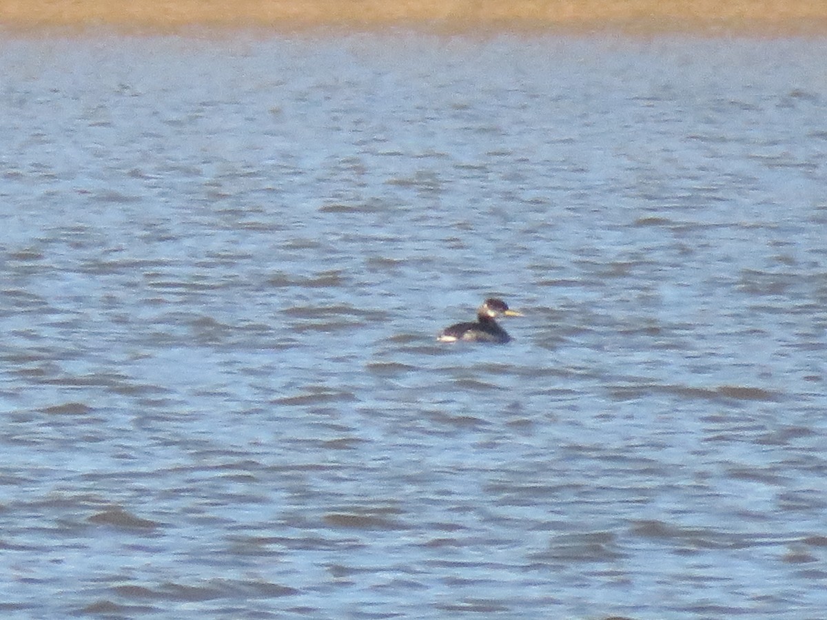 Red-necked Grebe - August Mirabella