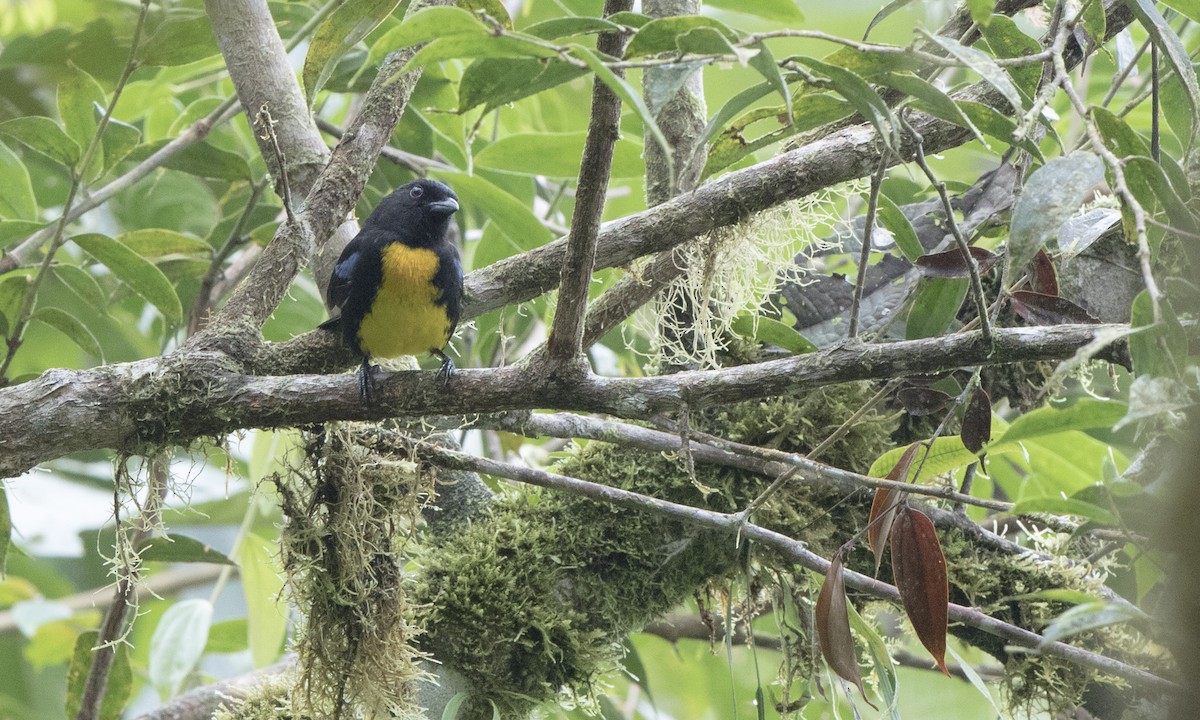Blue-winged Mountain Tanager - ML141726541