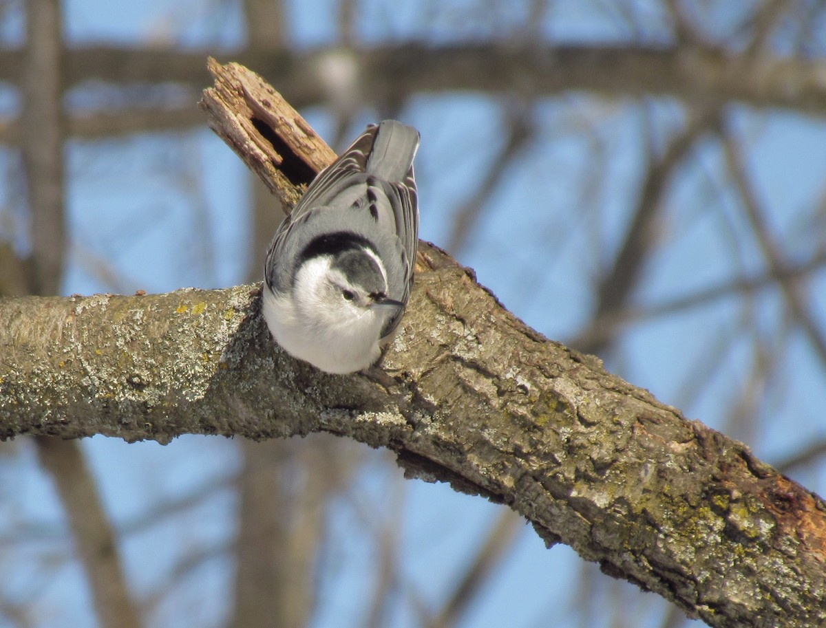 White-breasted Nuthatch - ML141727151