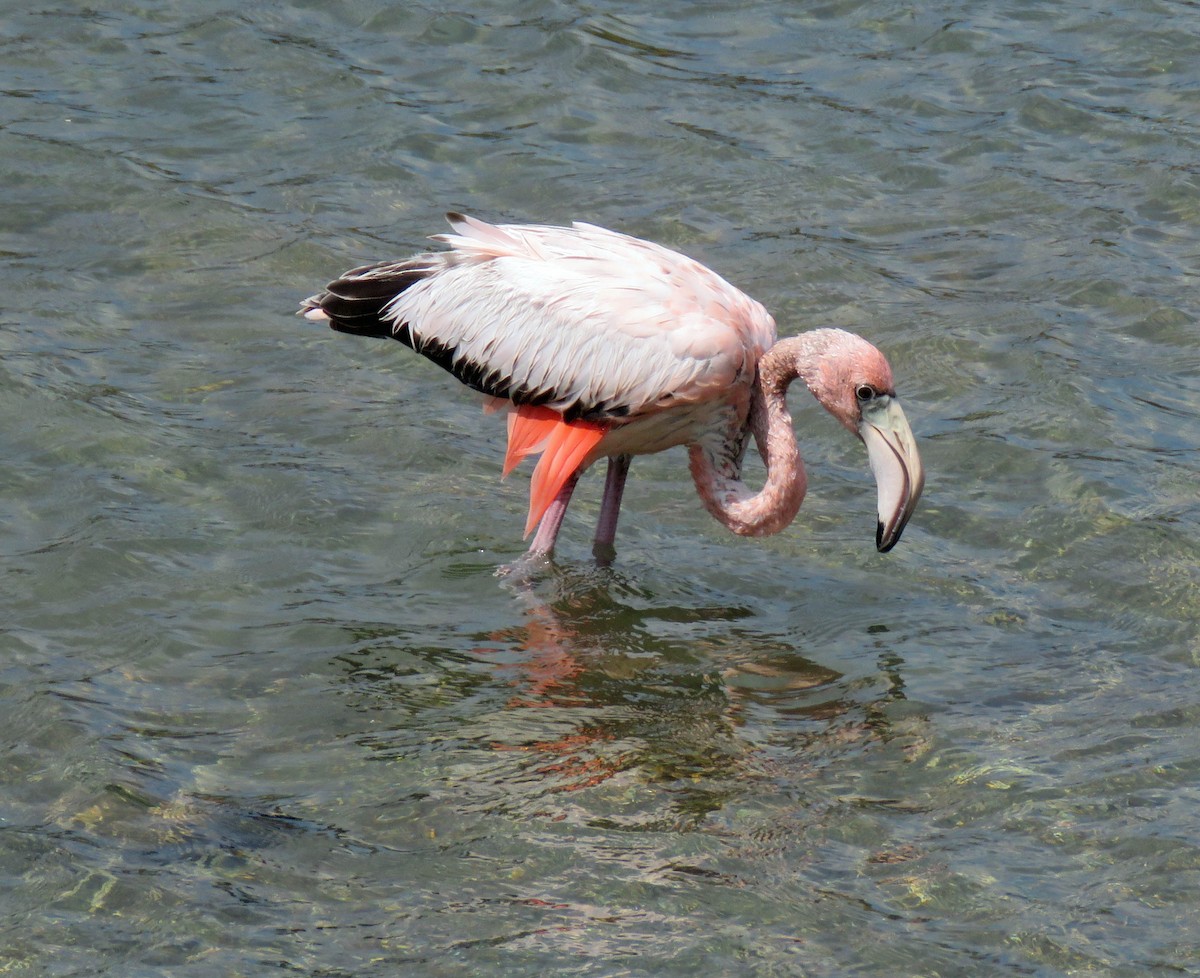American Flamingo - ML141727211