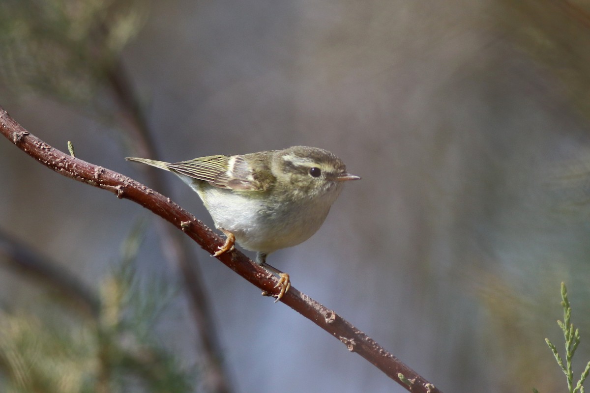 Yellow-browed Warbler - ML141727221