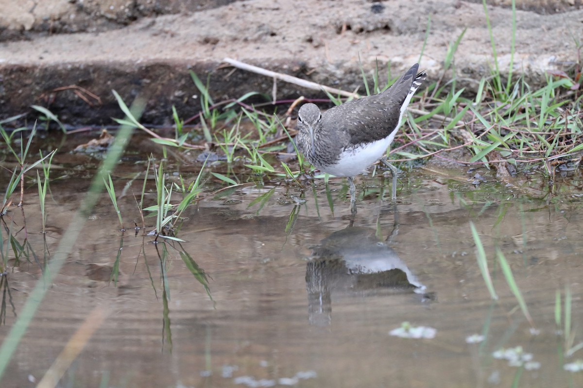Green Sandpiper - Ting-Wei (廷維) HUNG (洪)