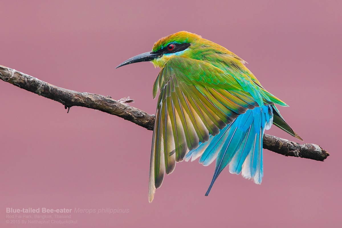 Blue-tailed Bee-eater - Natthaphat Chotjuckdikul