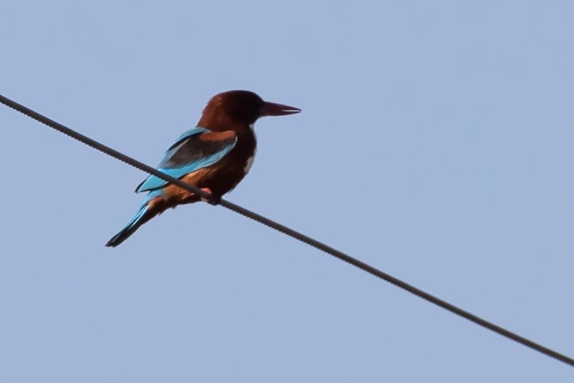 White-throated Kingfisher - Göktuğ  Güzelbey