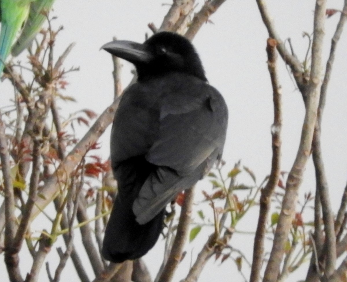 Large-billed Crow - Manju Sinha