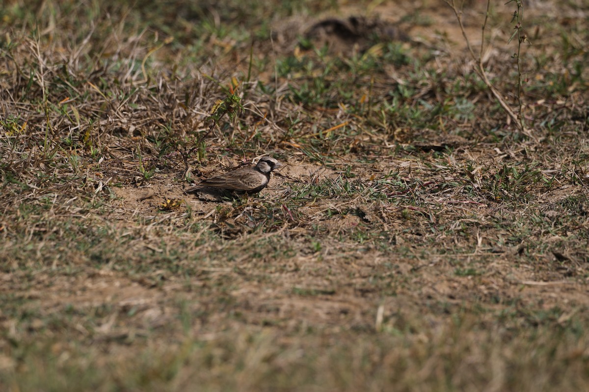 Ashy-crowned Sparrow-Lark - Novelkumar M S