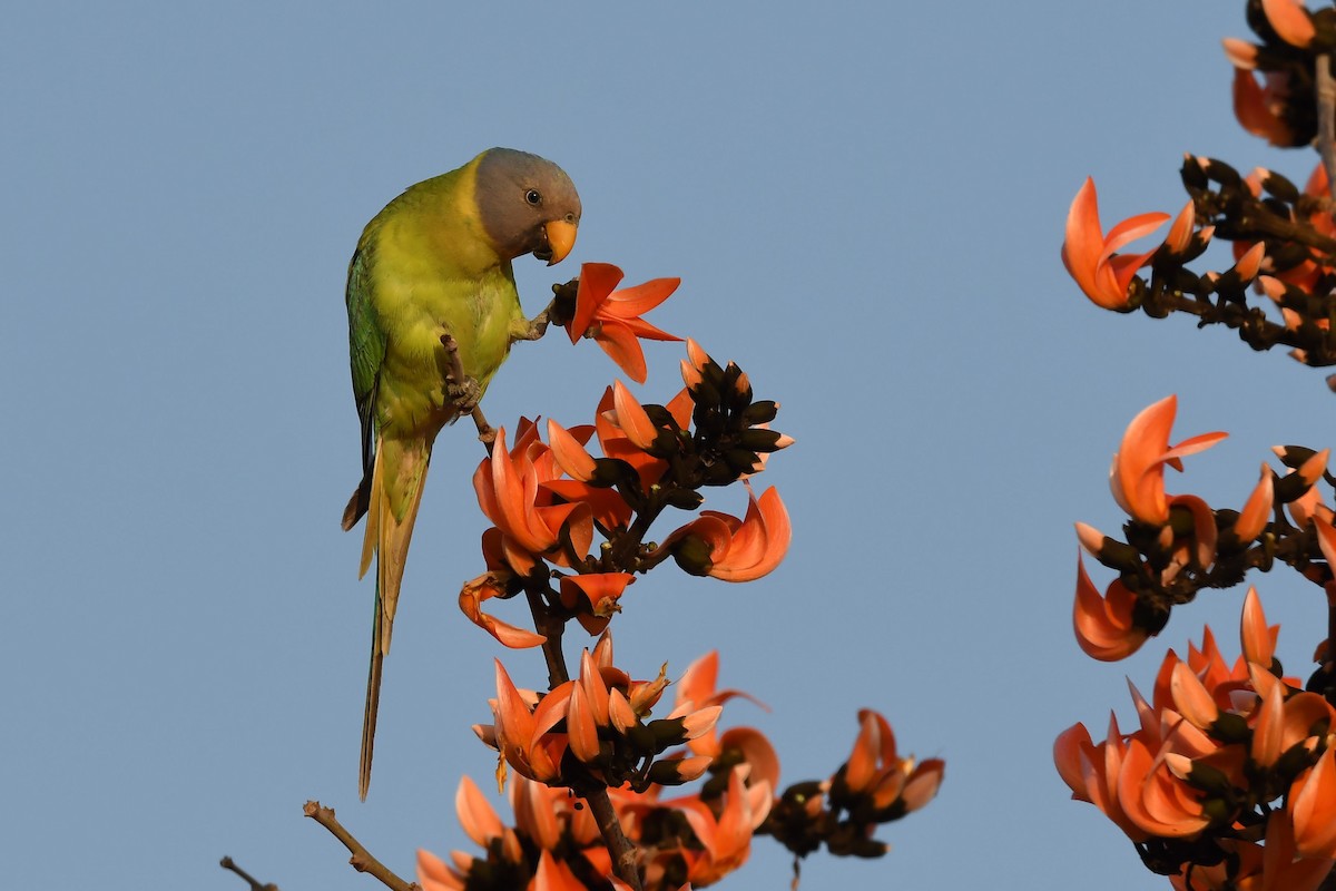Plum-headed Parakeet - Sriram Reddy