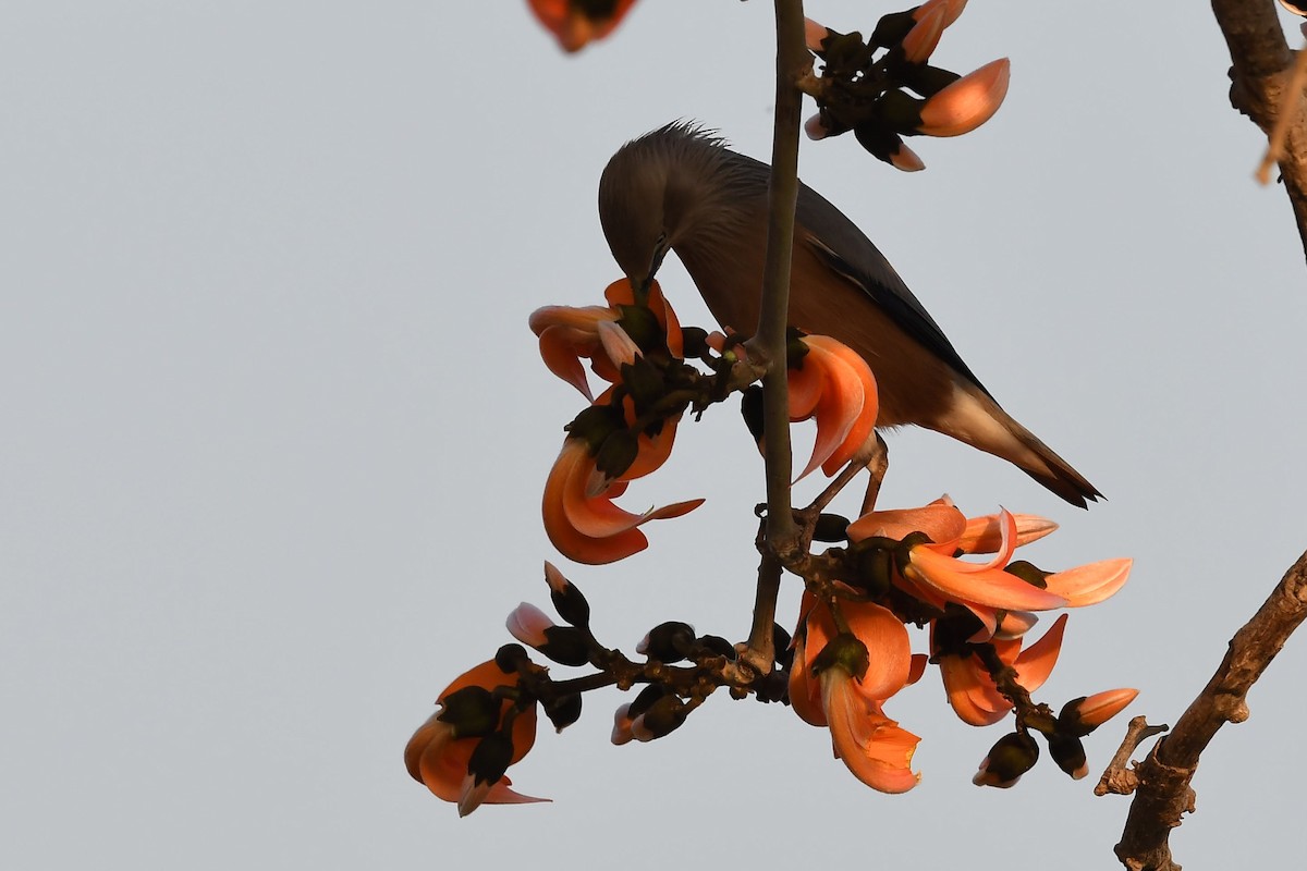 Chestnut-tailed Starling - Sriram Reddy