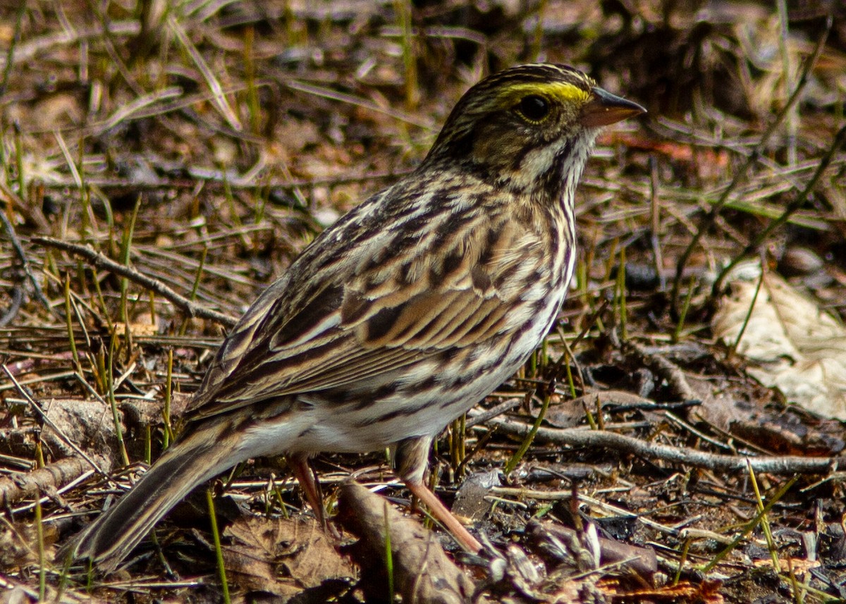 Savannah Sparrow - ML141730901