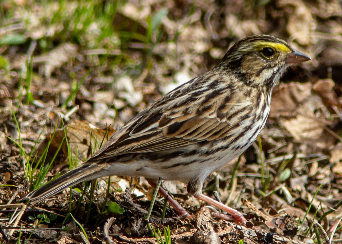 Savannah Sparrow - ML141730931