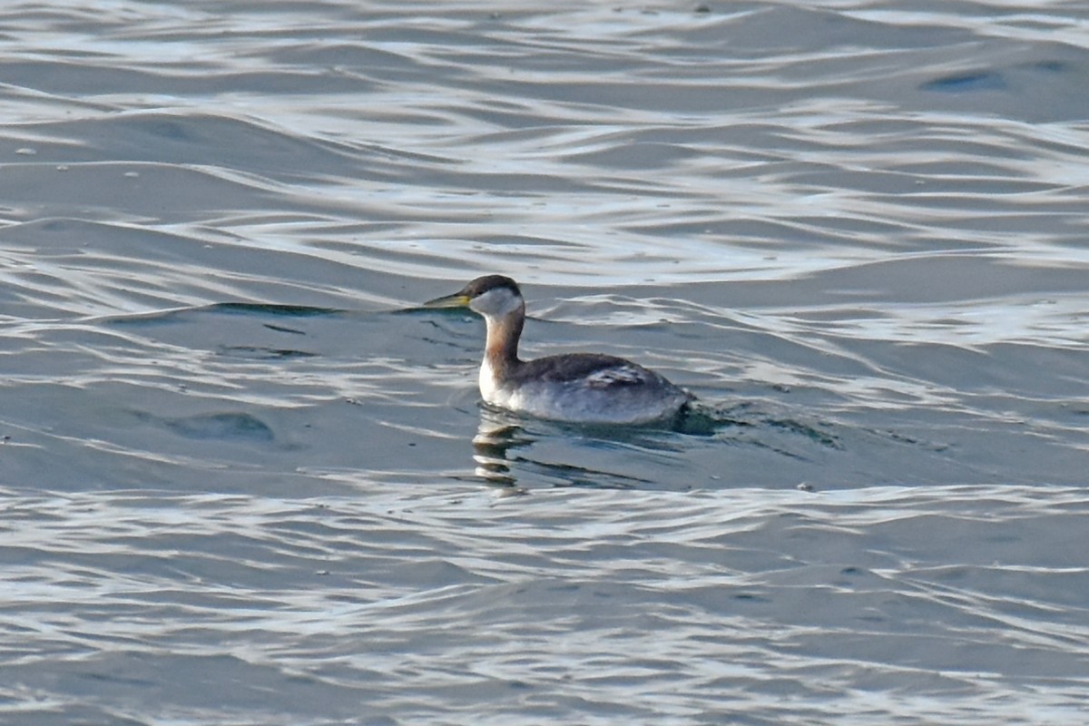 Red-necked Grebe - Adam Wood