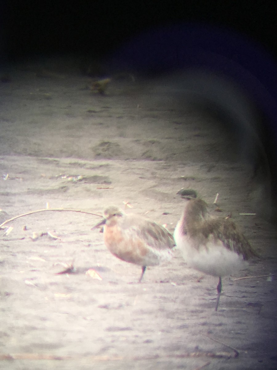 Red Knot - ML141731871
