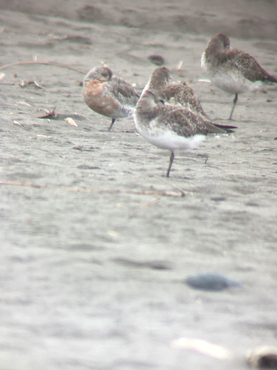 Red Knot - ML141731881