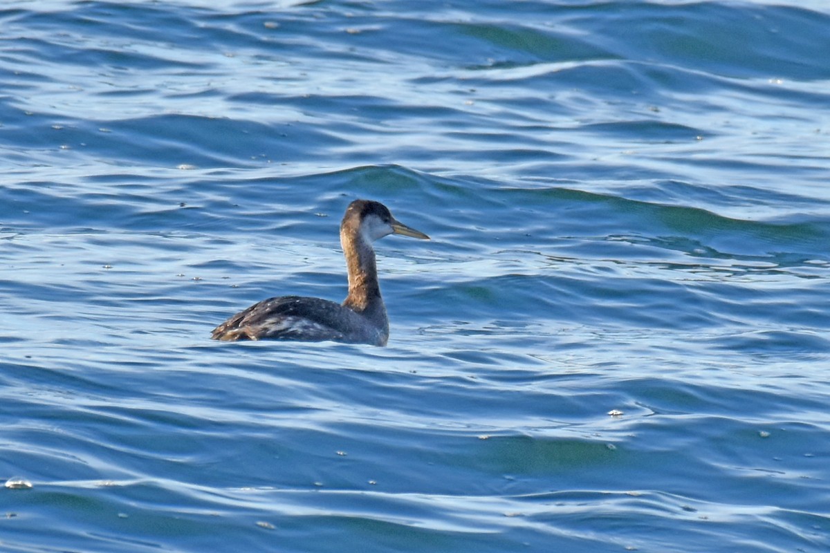 Red-necked Grebe - Adam Wood