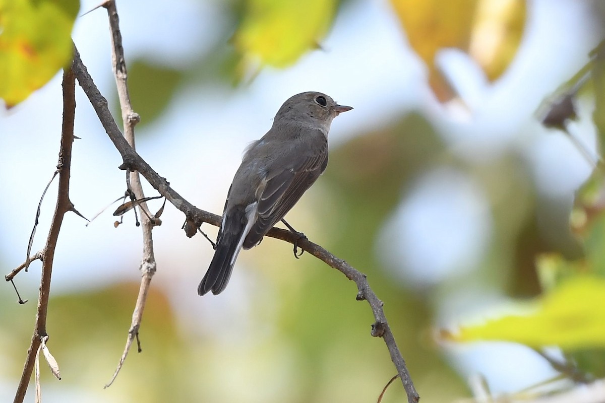 Red-breasted Flycatcher - ML141732431