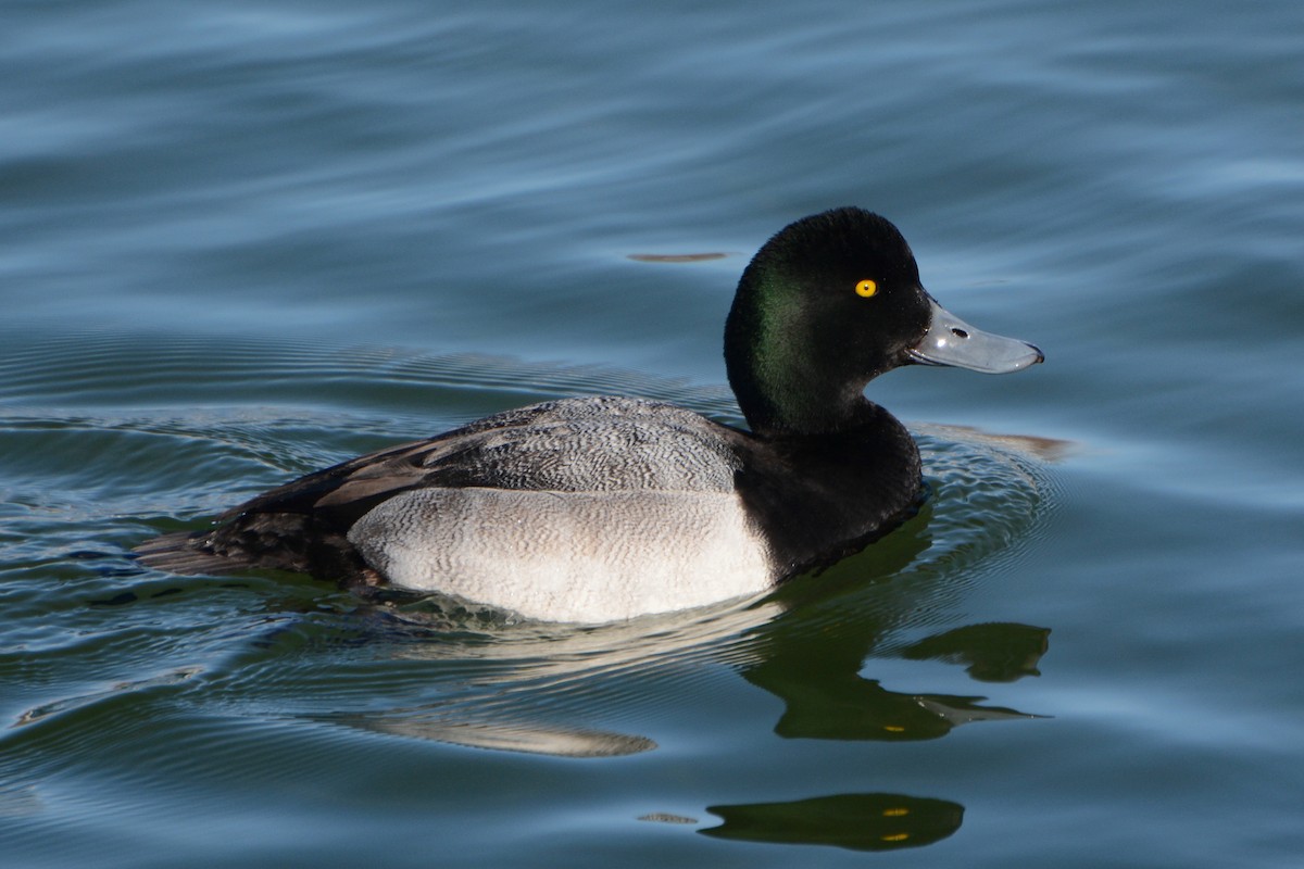 Greater Scaup - Kathy Webb