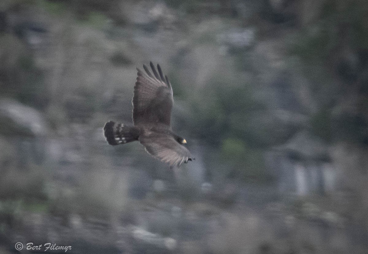 Zone-tailed Hawk - Bert Filemyr
