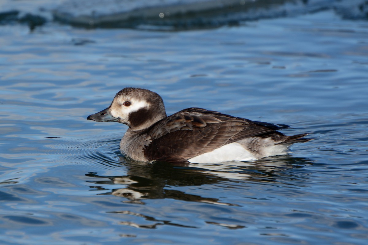 Long-tailed Duck - ML141733491