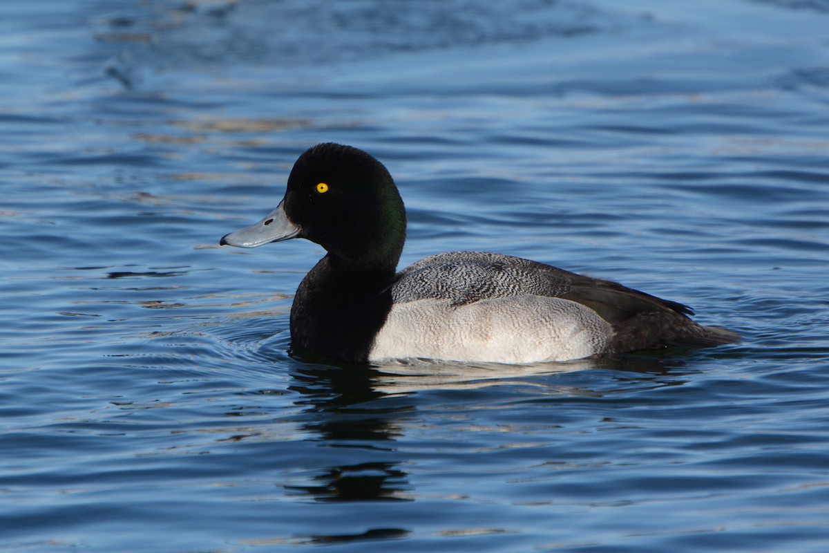 Greater Scaup - ML141733541