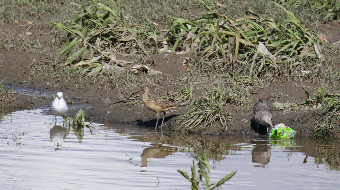 Long-billed Curlew - C. Jackson