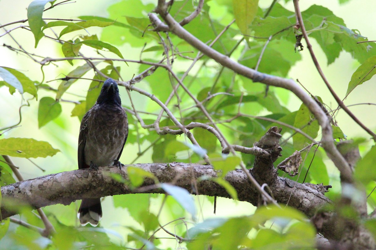 Red-vented Bulbul - ML141734691