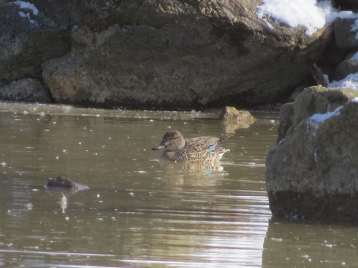 Green-winged Teal - ML141735021