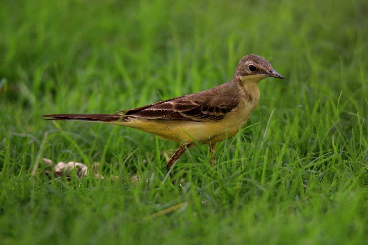 Western Yellow Wagtail - S S Suresh