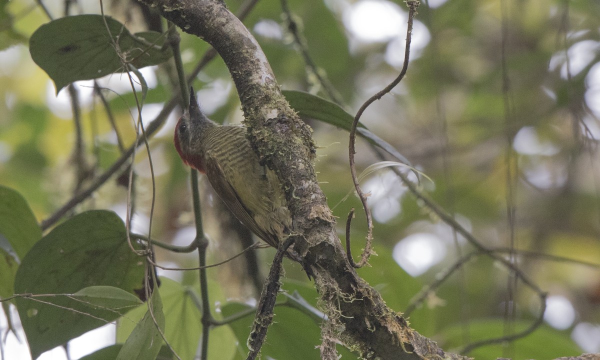 Yellow-vented Woodpecker - ML141735781