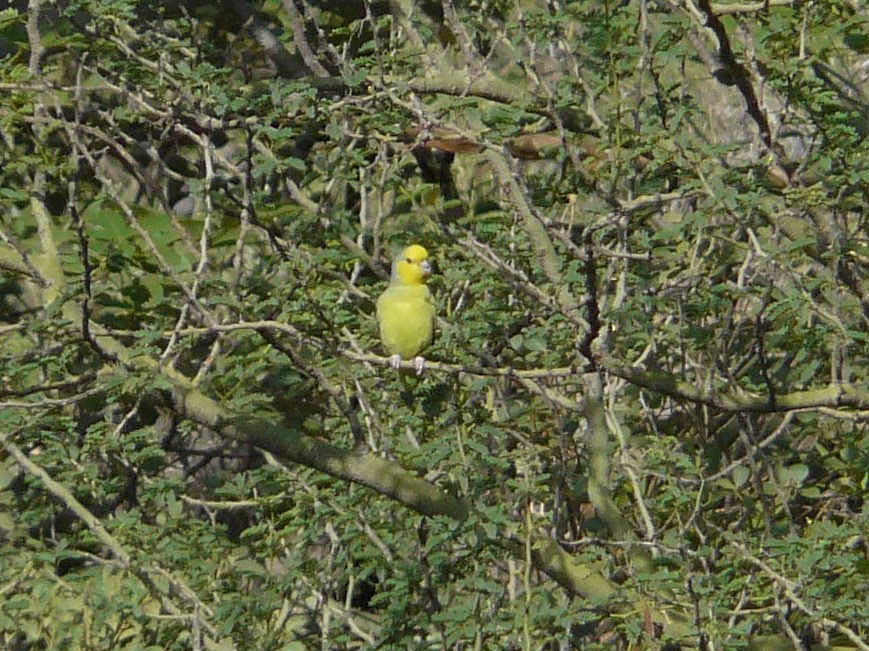 Yellow-faced Parrotlet - ML141735961