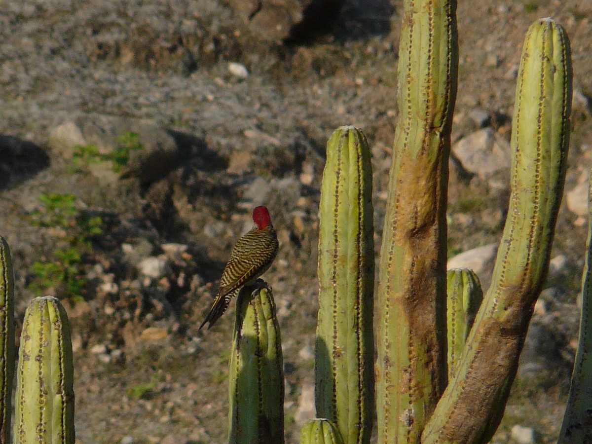 Black-necked Woodpecker - ML141736081