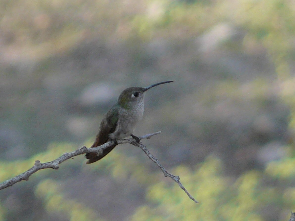 Spot-throated Hummingbird - ML141736231