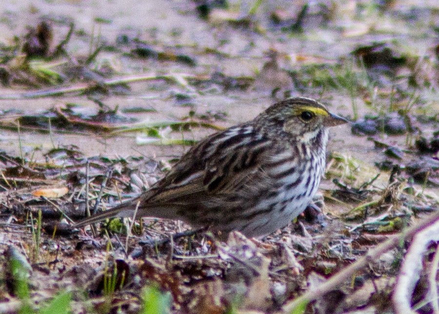 Savannah Sparrow - ML141736521