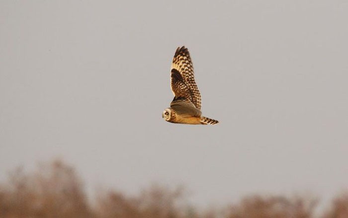 Short-eared Owl - ML141736541