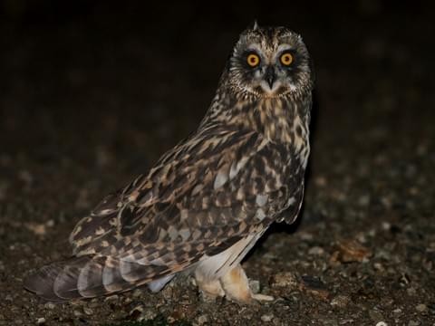 Short-eared Owl - Cynthia King