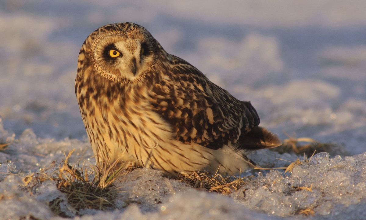 Short-eared Owl - ML141736561