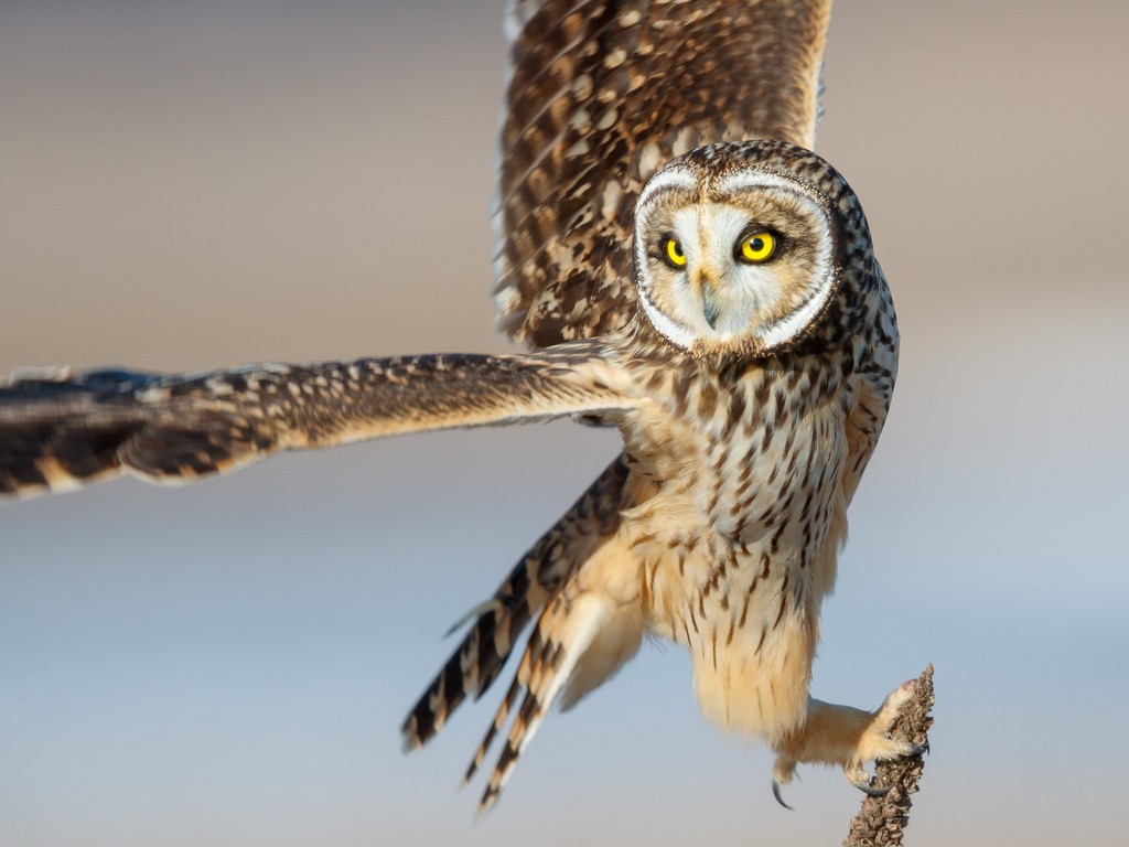 Short-eared Owl - ML141736601