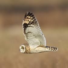 Short-eared Owl - ML141736621