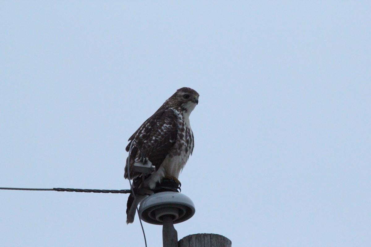 Red-tailed Hawk - ML141736721