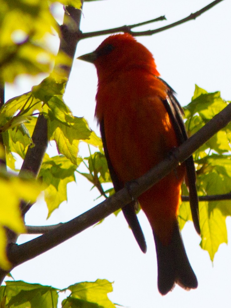 Scarlet Tanager - ML141736871