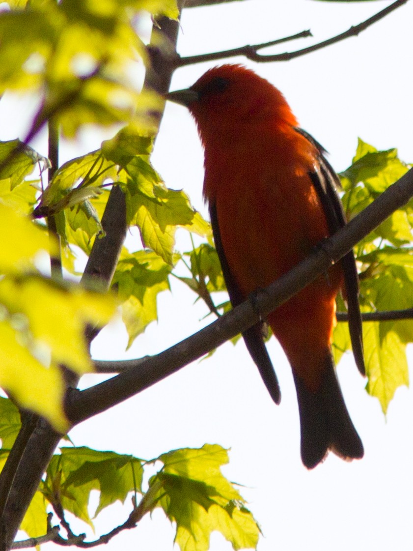 Scarlet Tanager - ML141736881