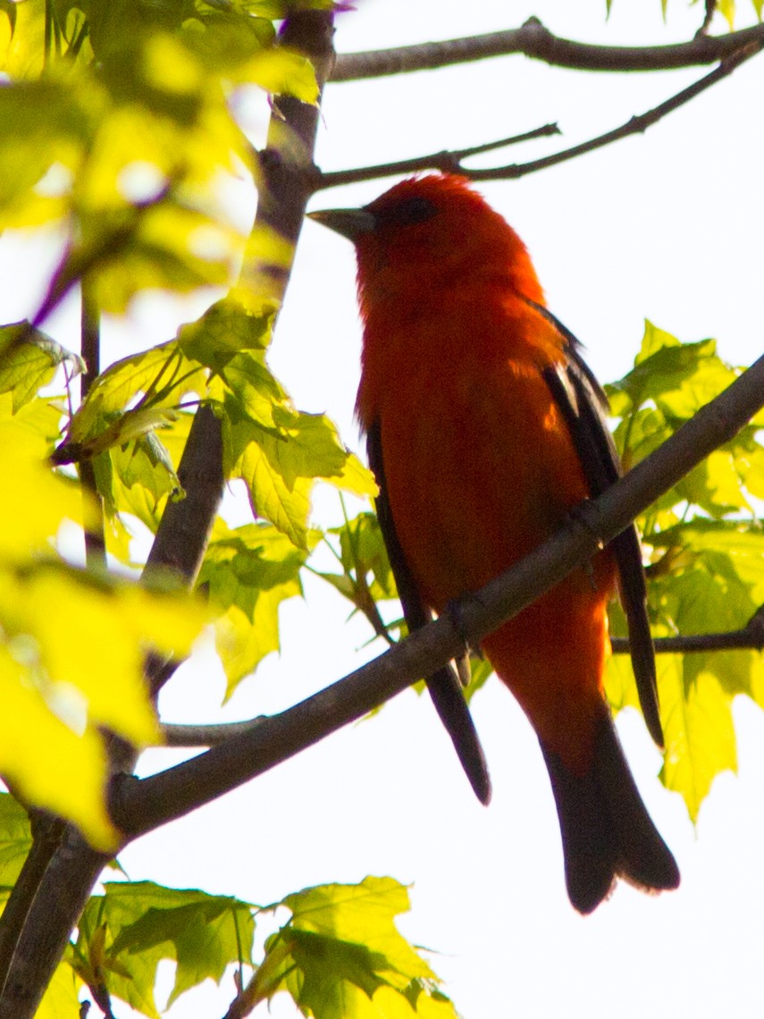 Scarlet Tanager - ML141736891