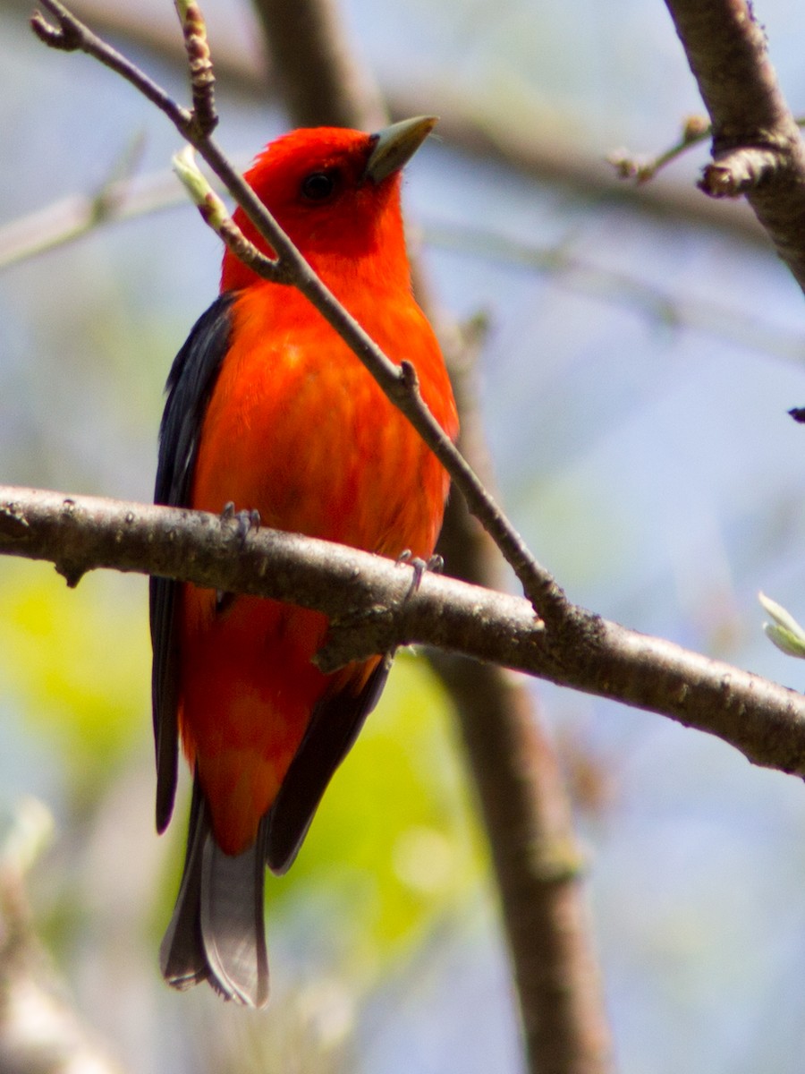 Scarlet Tanager - ML141736901