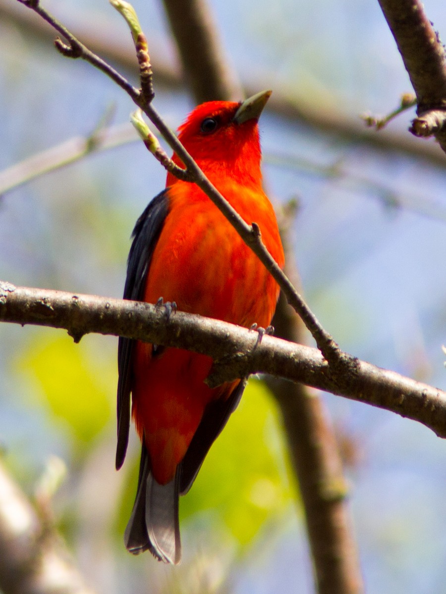 Scarlet Tanager - ML141736911