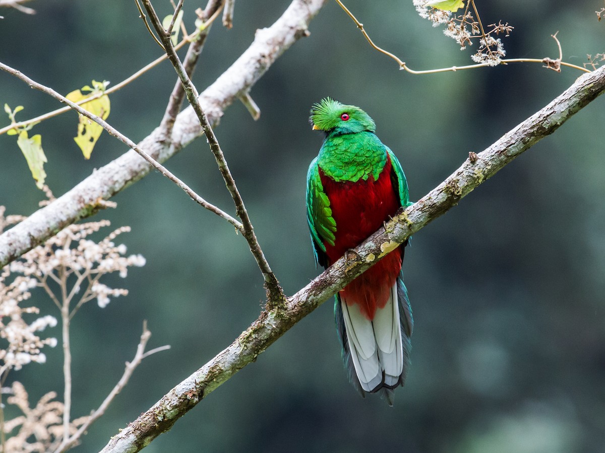 Crested Quetzal - Nick Athanas